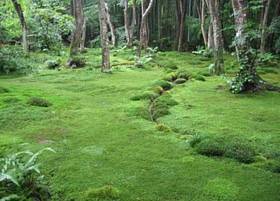 Japanischer Moosgarten